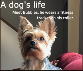 Dogs and fitness trackers…